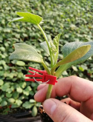 虞城哪有卖西瓜苗,商丘嫁接2k\美都西瓜苗育苗厂